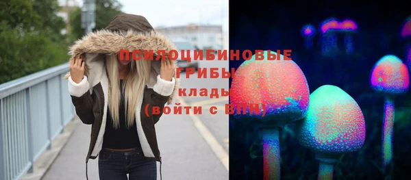 хмурый Аркадак