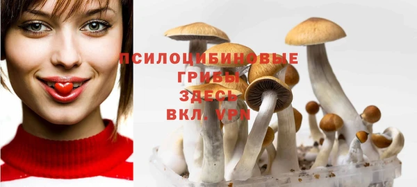хмурый Аркадак